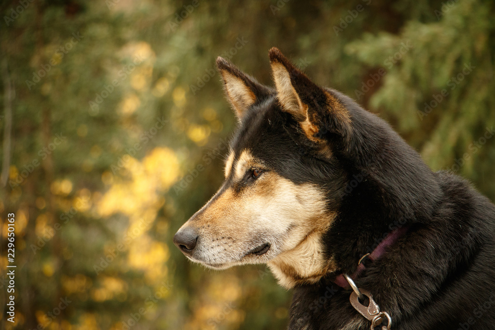 Fototapeta premium Dog for dog sledding in Denali NP in Alaska