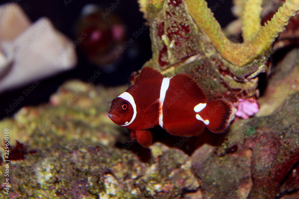 Red Maroon clownfish in isolated scene moment in saltwater reef aquarium tank 