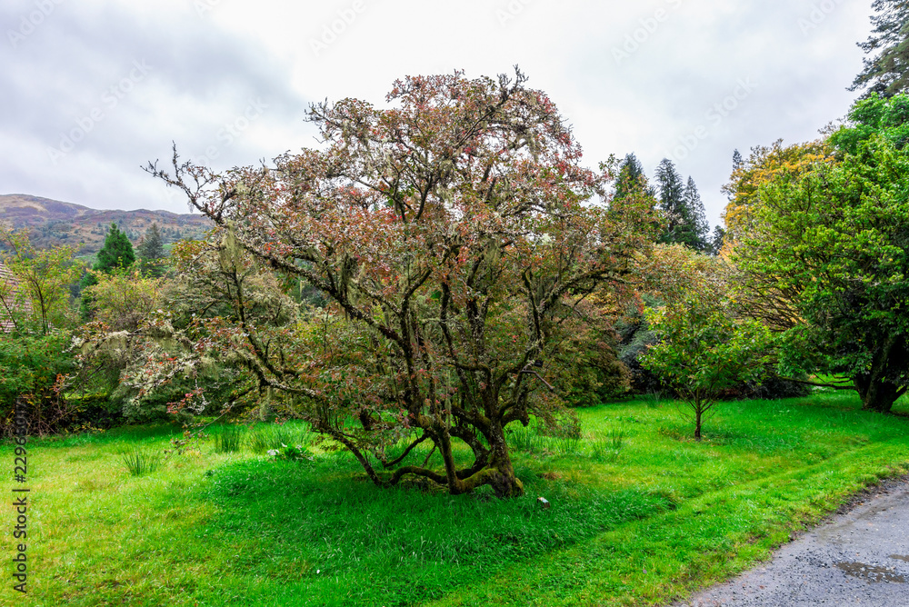 Beautiful tree (Enkianthus Campanulatus) standing along one of the footpathes in Benmore Botanic Garden, Scotland