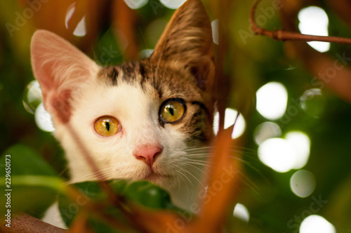 kitten looks into the crack in the foliage of the tree © Oksy001