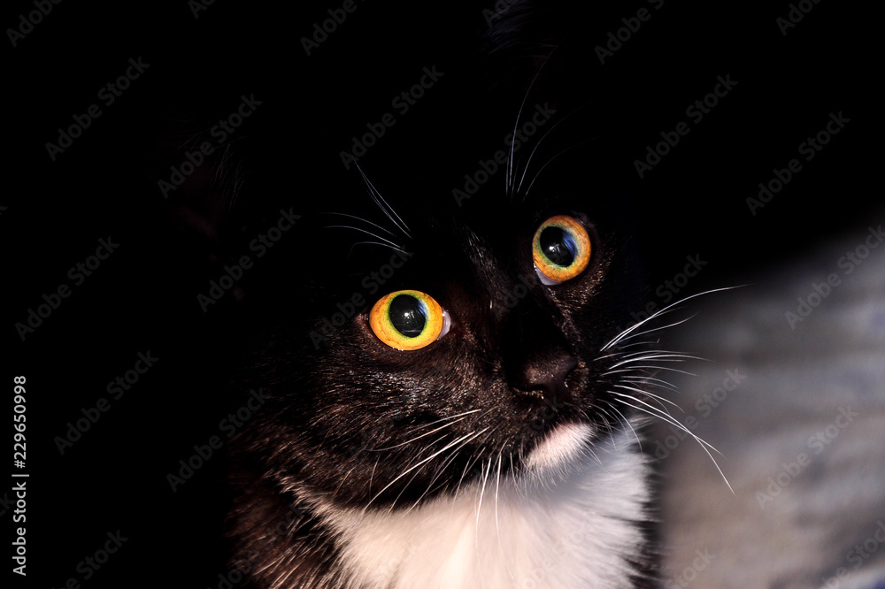 portrait little black kitty