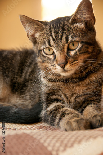 tortoiseshell kitten close up