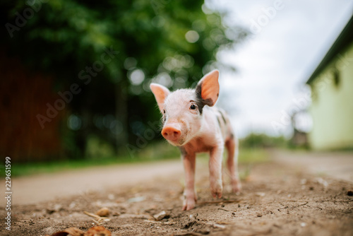 Close-up image of newborn pig.
