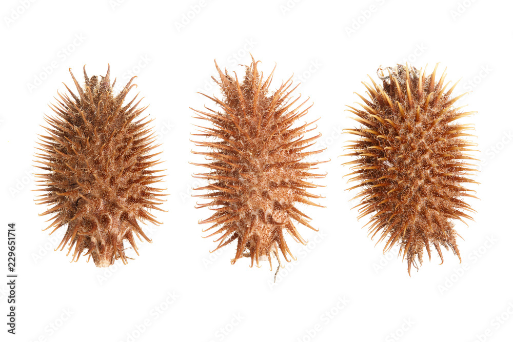 dry Xanthium strumarium isolated on white background has medicinal properties