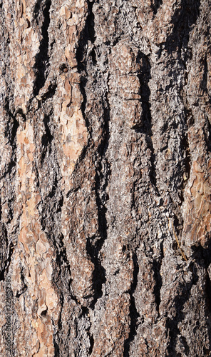 Detail of Ponderosa Pine bark