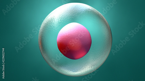 Embryo early stage photo