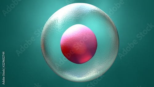 Foto Embryo early stage