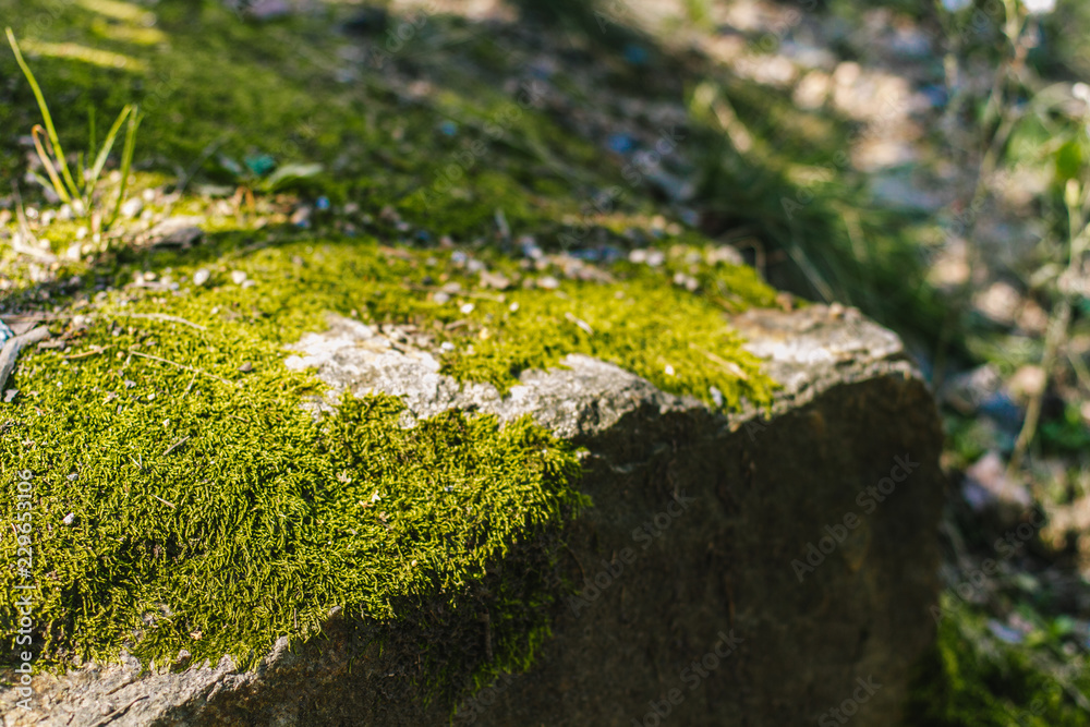 Green summer moss on dry rocks in sunlights Green summer moss on dry rocks in sunlights