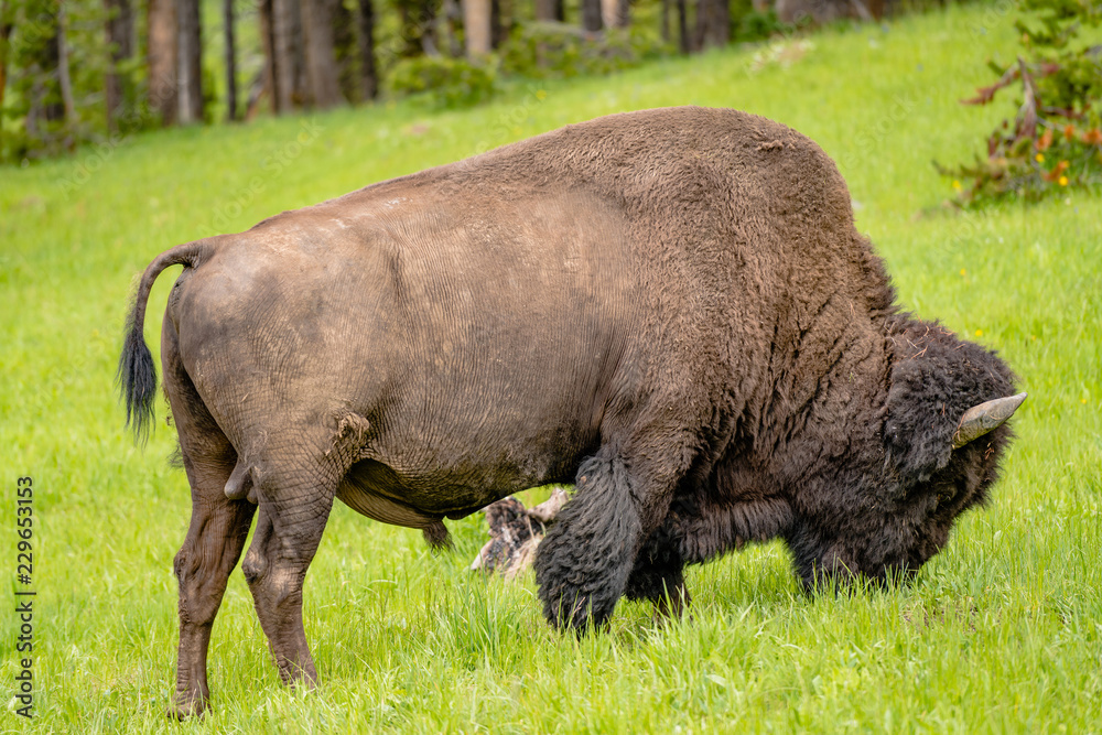 American Bison Feeding in the Grasslands American Bison Feeding in the Grasslands