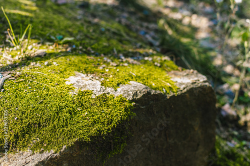 Green summer moss on dry rocks in sunlights