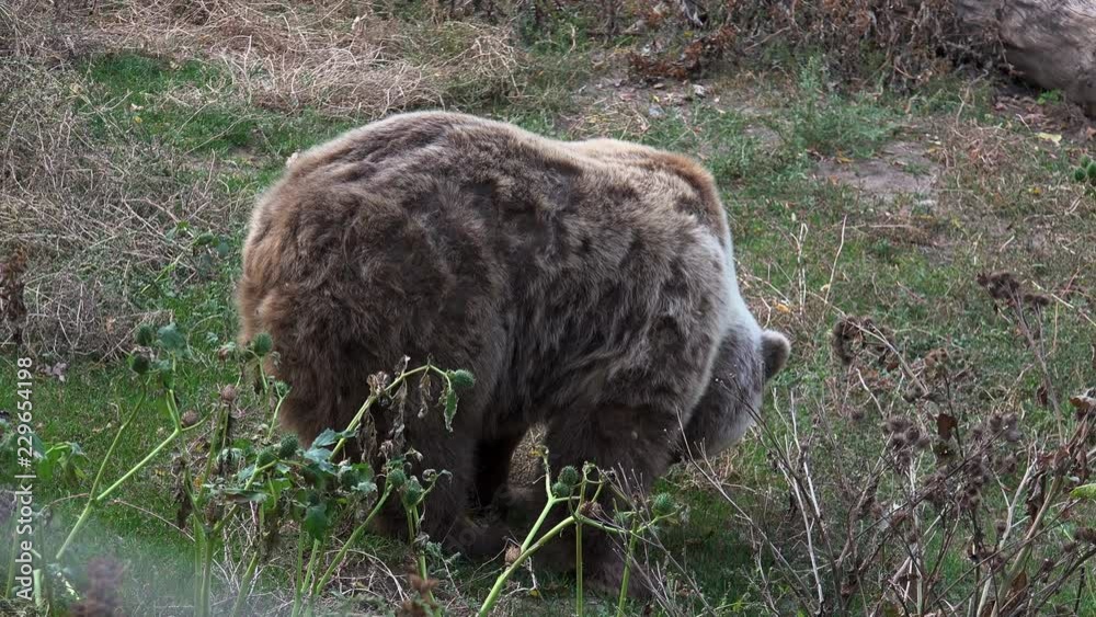 Brown bear walking in the woods looking for food in the autumn season Brown bear walking in the woods looking for food in the autumn season