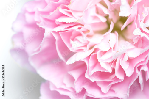 pink carnation on white