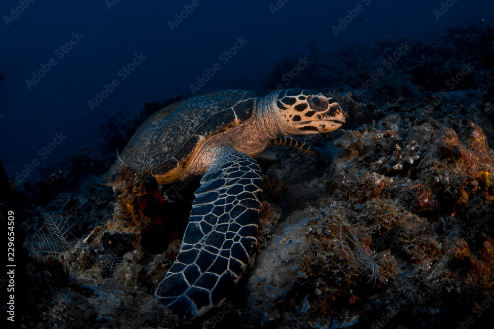 Fototapeta premium Hawksbill Turtle