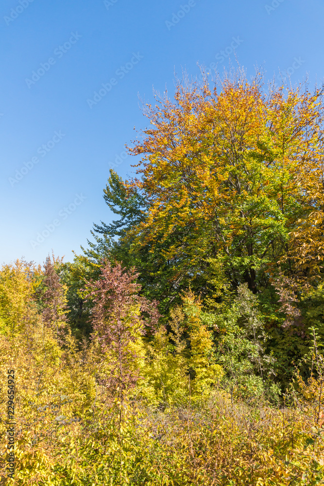 Naklejka premium Autumn landscape of Ruen Mountain - northern part of Vlahina Mountain, Kyustendil Region, Bulgaria