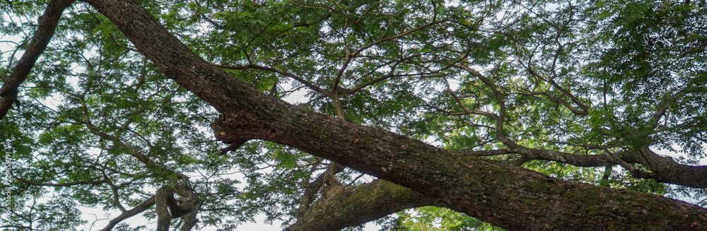 Tree banner with large branches extending out.