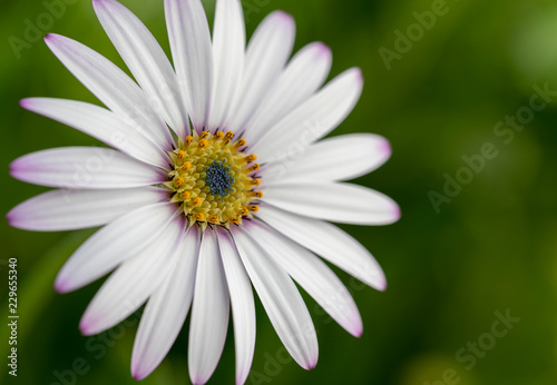 White flower on abstract background