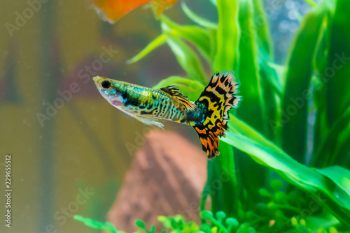 Little fish in fish tank or aquarium with green plant, underwater life.