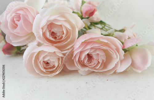 Pink roses isolated on white background. Perfect for background greeting cards and invitations of the wedding, birthday, Valentine's Day, Mother's Day..
