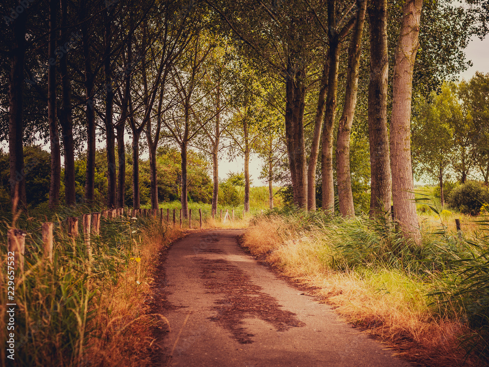 Obraz premium road in the forest