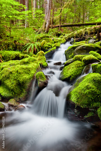 A small cascade flowing near Sol Duc Falls, Olympic National Forest, Washington, USA