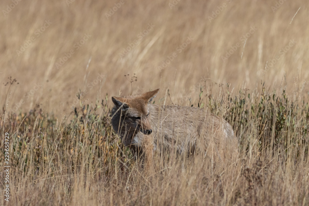 Coyote (canis latrans) hunting in the grasslands Coyote (canis latrans) hunting in the grasslands