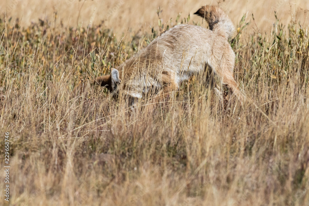 Coyote (canis latrans) hunting in the grasslands Coyote (canis latrans) hunting in the grasslands