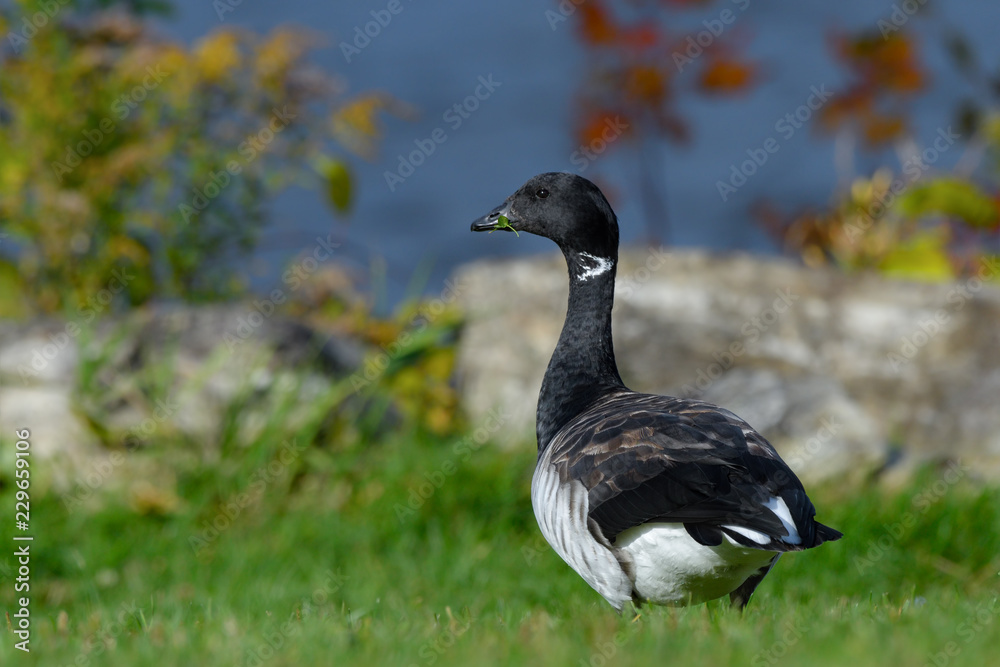 Fototapeta premium Brant Goose Portrait in Fall