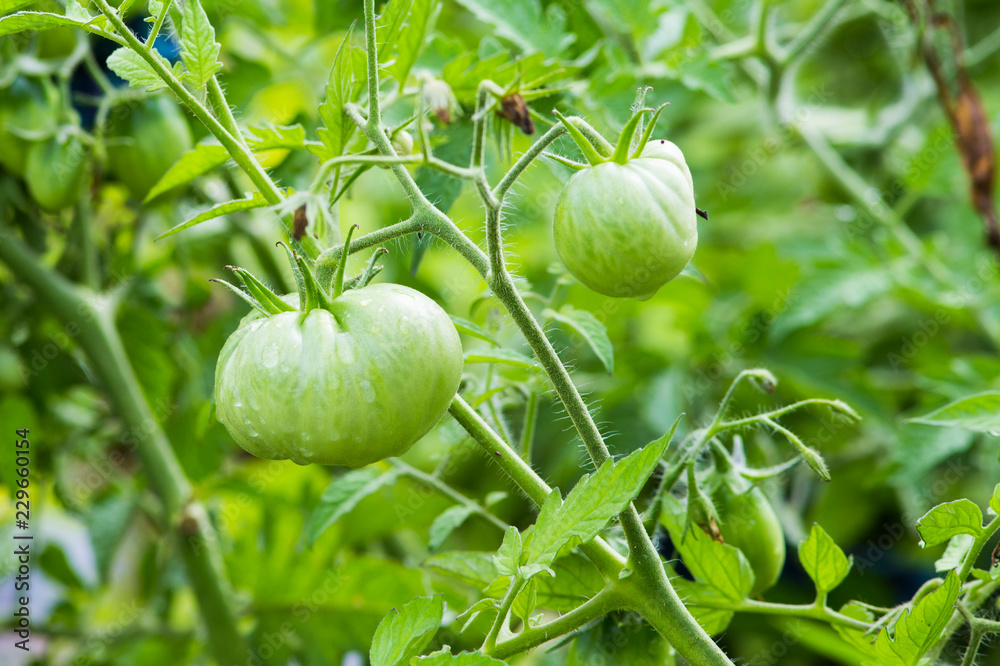 Fototapeta premium organic green tomatoes