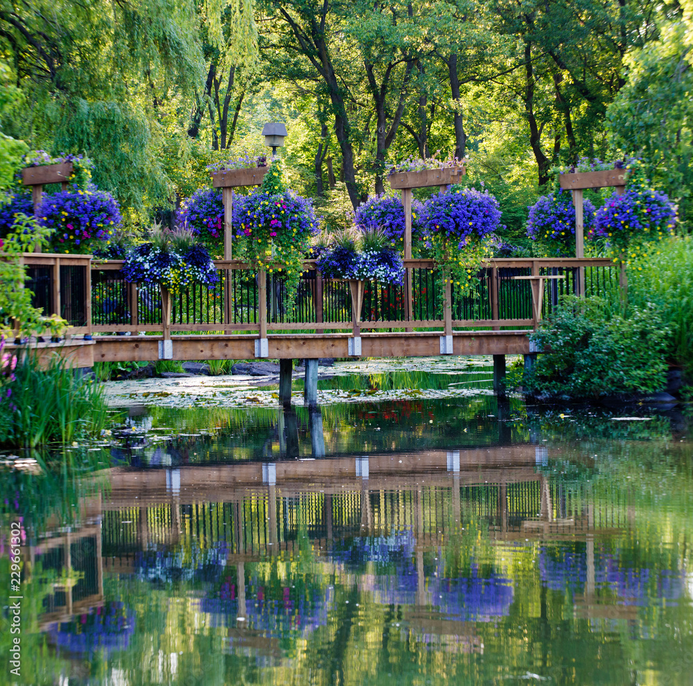 Beautiful pond with purple flowers