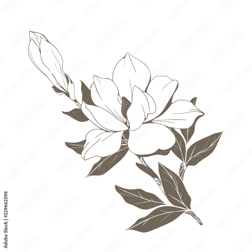 Fototapeta premium Magnolia flowers and buds on white. Vector illustration