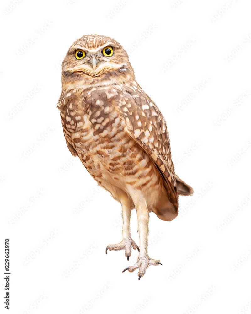 Fotografija Burrowing Owl Facing Forward Extracted
