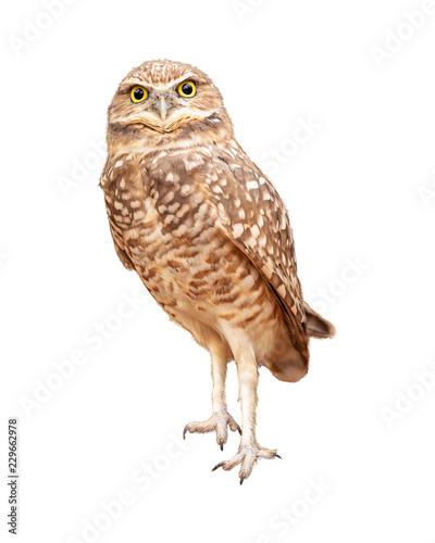 Burrowing Owl Facing Forward Extracted © adogslifephoto