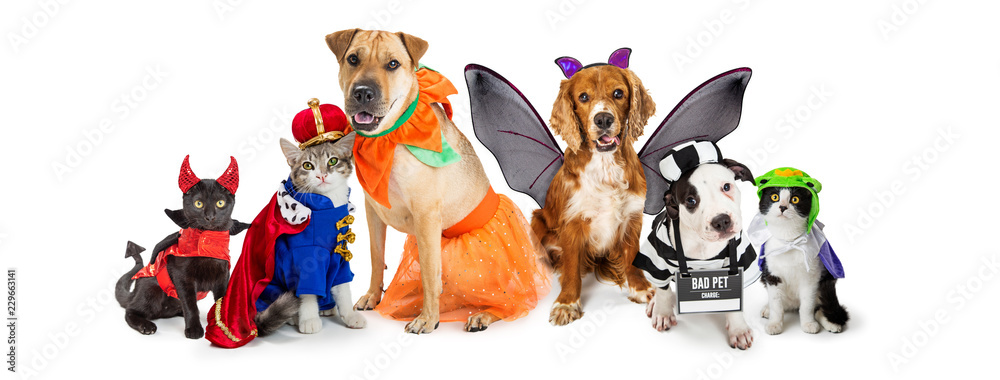 Fototapeta Koty i psy w strojach Halloween Banner internetowy