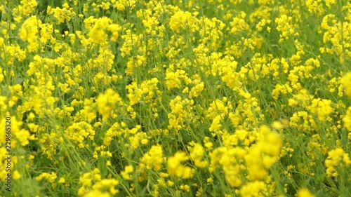 yellow canola  close-up photo