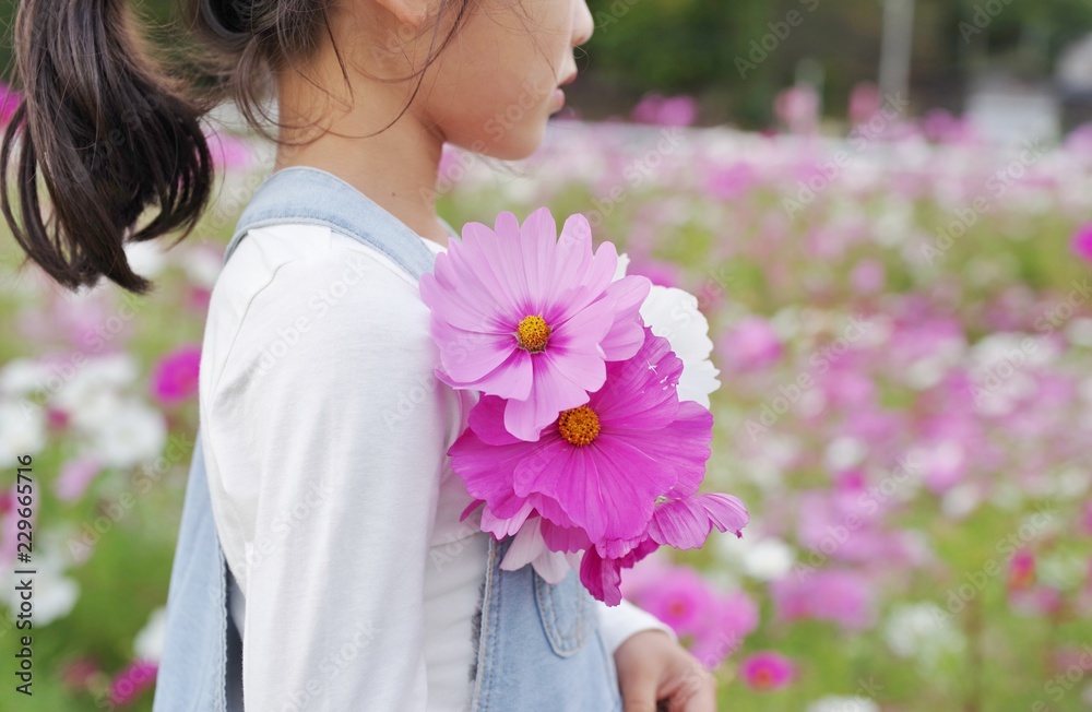 Fototapeta premium コスモス畑で花を摘む女の子