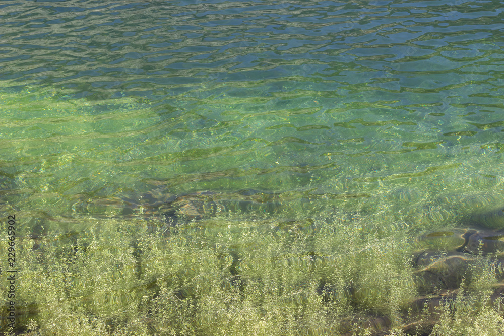 Monochromatic green background of an alpine lake with aquatic plant.