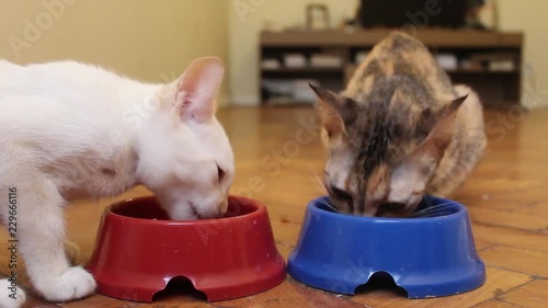 Two cats are eating from a bowl. Kittens eating. Two young cats eating. Pets.