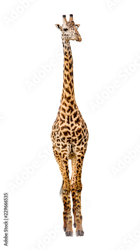 Giraffe Facing Forward Extracted © adogslifephoto