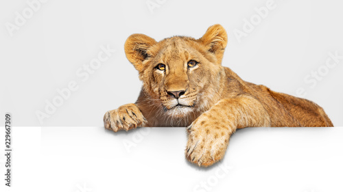 Fotografie, Obraz Lion Cub Hanging Over White Web Banner
