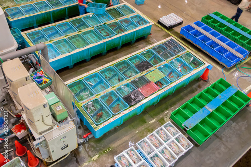 静岡県沼津魚市場　魚介類の競り場