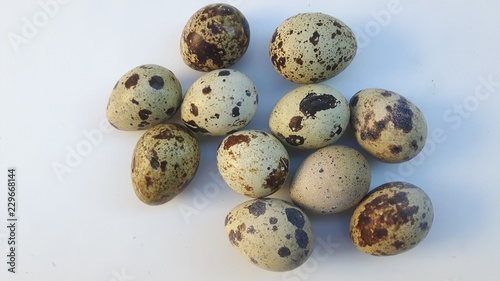 oeufs de caille sur fond blanc 