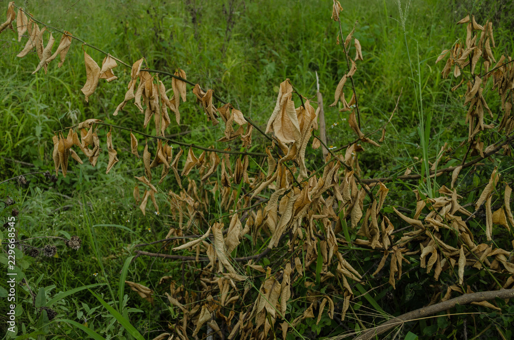 Dry leaves surrounded by very colorful green leaves, concept of dryness over abundant life. Dry leaves surrounded by very colorful green leaves, concept of dryness over abundant life.
