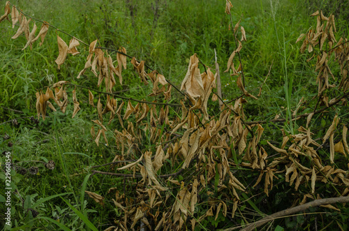 Dry leaves surrounded by very colorful green leaves  concept of dryness over abundant life.