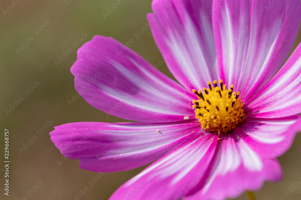 Cosmos flowers / shooting place is Kazo city Saitama prefecture, Japan Cosmos flowers / shooting place is Kazo city Saitama prefecture, Japan