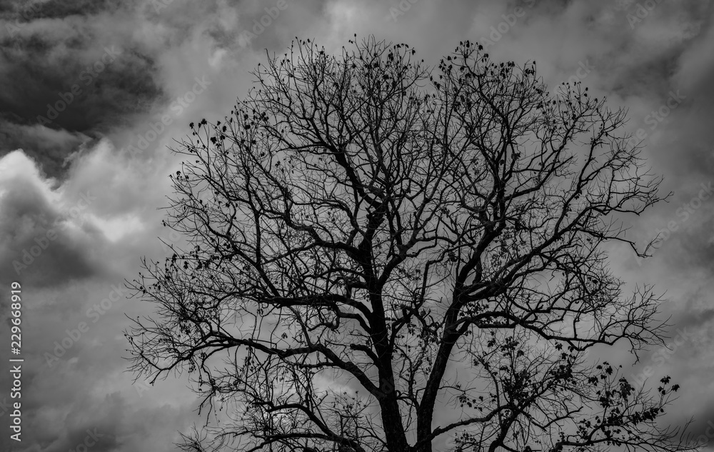 Silhouette dead tree on dark dramatic grey sky and clouds background for scary, death, and peace concept. Halloween day background. Art and dramatic on black and white. Despair and hopeless concept. Silhouette dead tree on dark dramatic grey sky and clouds background for scary, death, and peace concept. Halloween day background. Art and dramatic on black and white. Despair and hopeless concept.