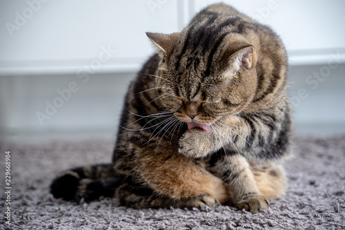 Fototapeta Naklejka Na Ścianę i Meble -  Neat cat and cat licking his paw showing tongue