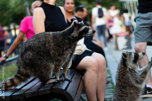 A raccoon on the Mount-Royal mountain, in Montreal, Quebec, Canada. A raccoon in the city. A raccoon in the urban environment.