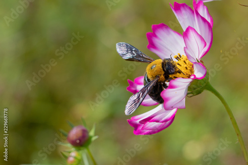 Cosmos flowers / shooting place is Kazo city Saitama prefecture, Japan photo