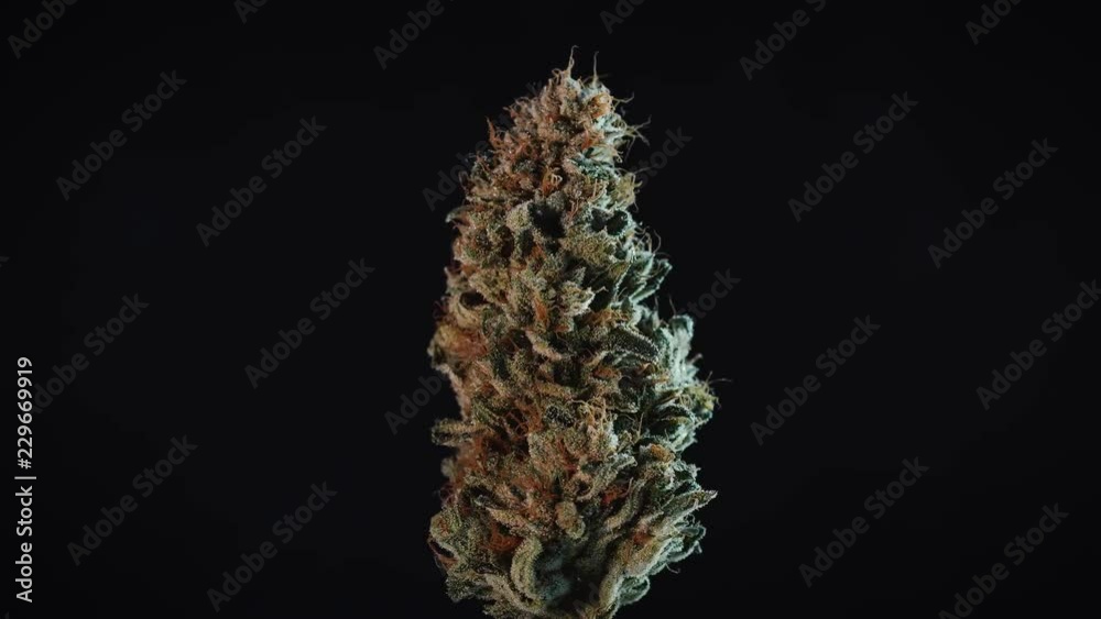 Weed Nug Spinning on Macro Studio Display Loop Weed Nug Spinning on Macro Studio Display Loop
