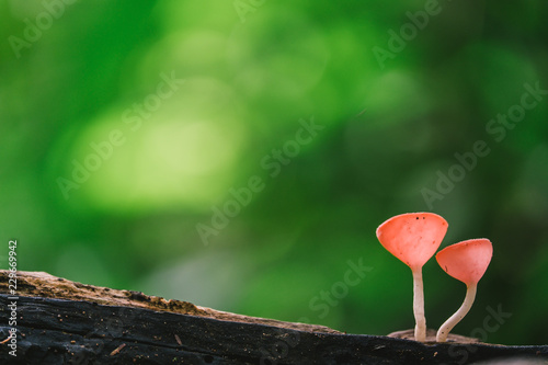 Orange mushroom or Champagne mushroom in rain forest, Thailand.